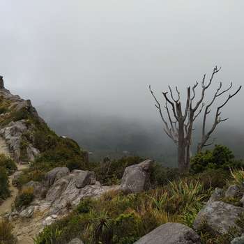 Pinnacles Summit via Webb Creek and Pinnacles Track (Kauaeranga Kauri Trail)